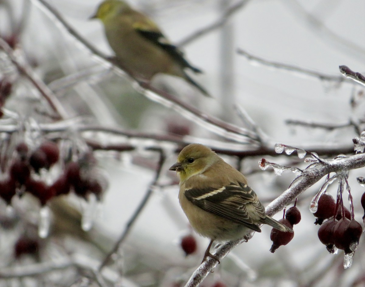 Chardonneret jaune - ML647578816