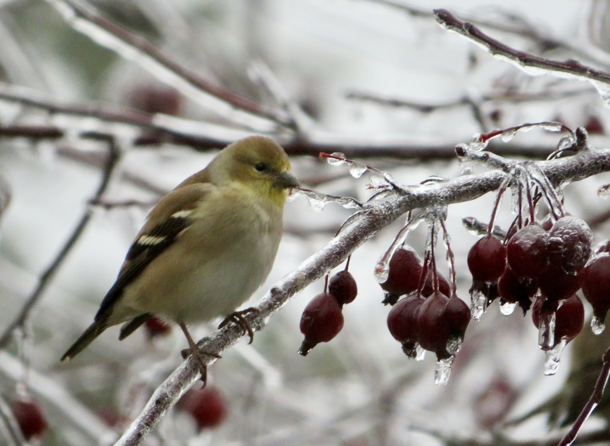 Chardonneret jaune - ML647578817