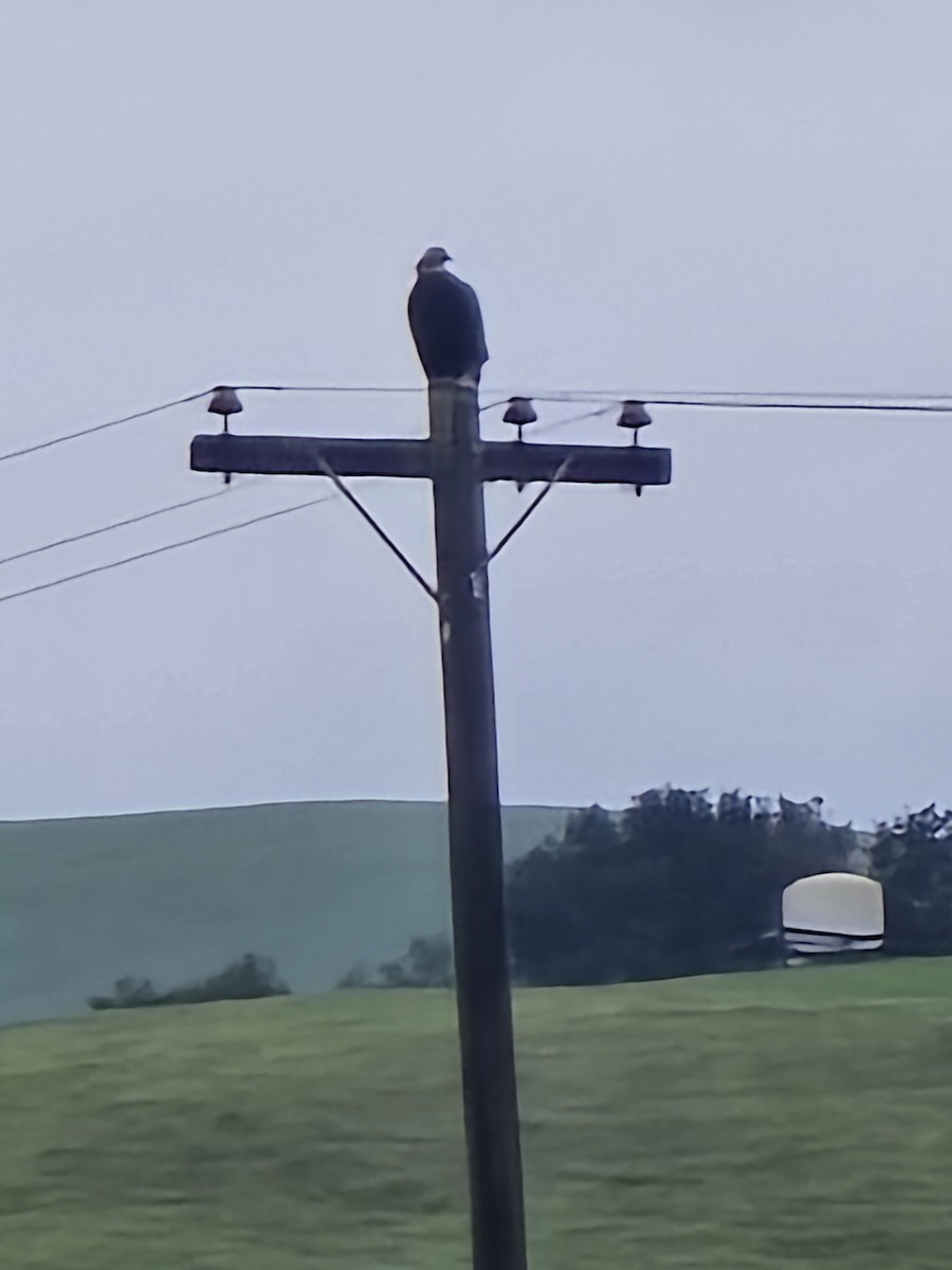 Aigle royal - ML647578819