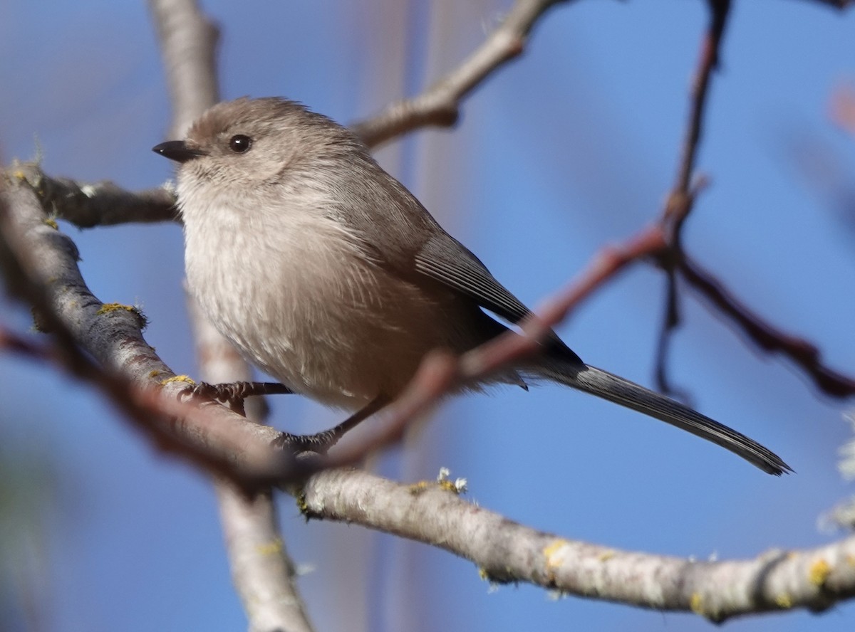 Orite buissonnière - ML647578820