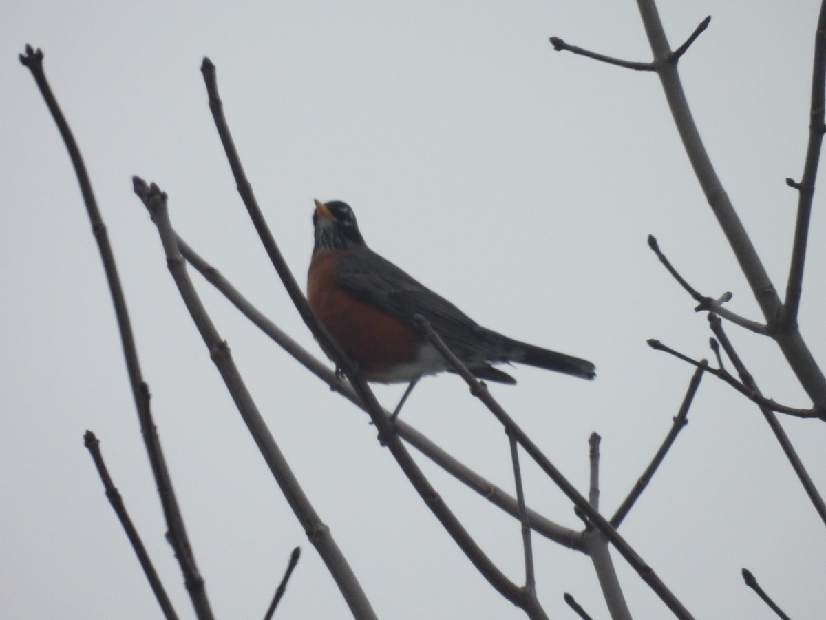 Merle d'Amérique - ML647578821