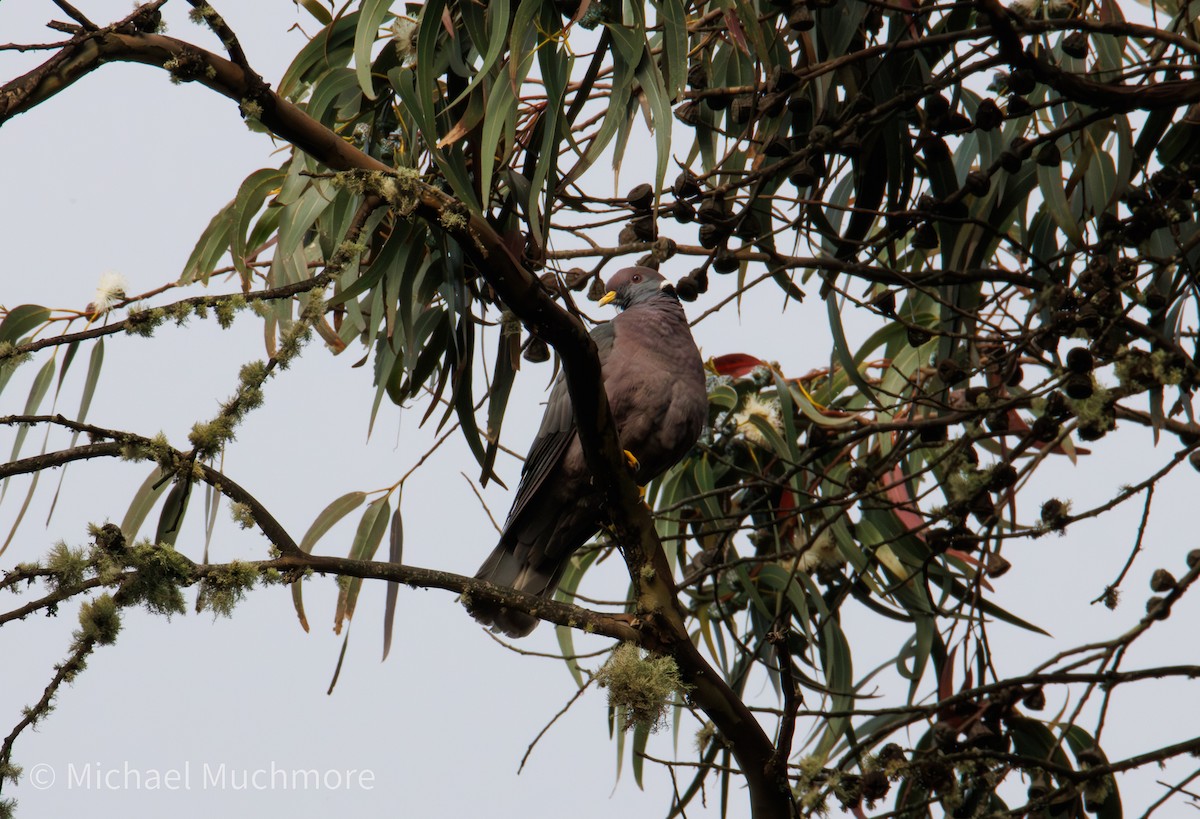 Pigeon à queue barrée - ML647578822