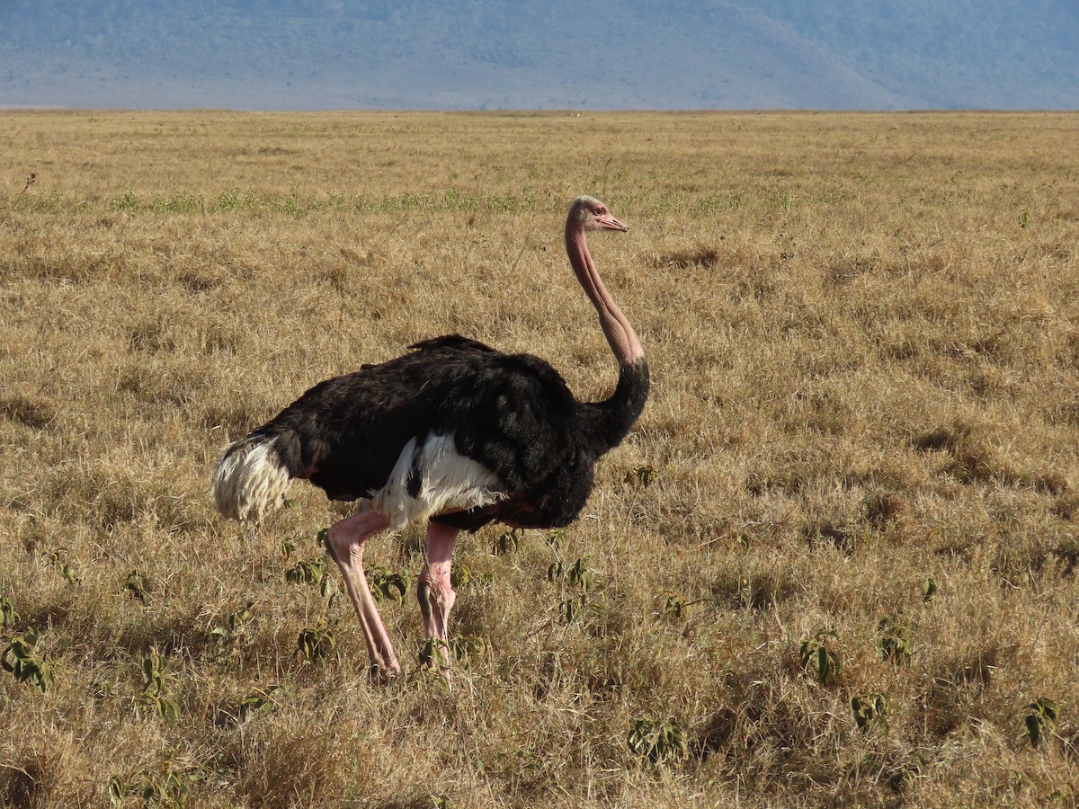 Autruche d'Afrique - ML647578823