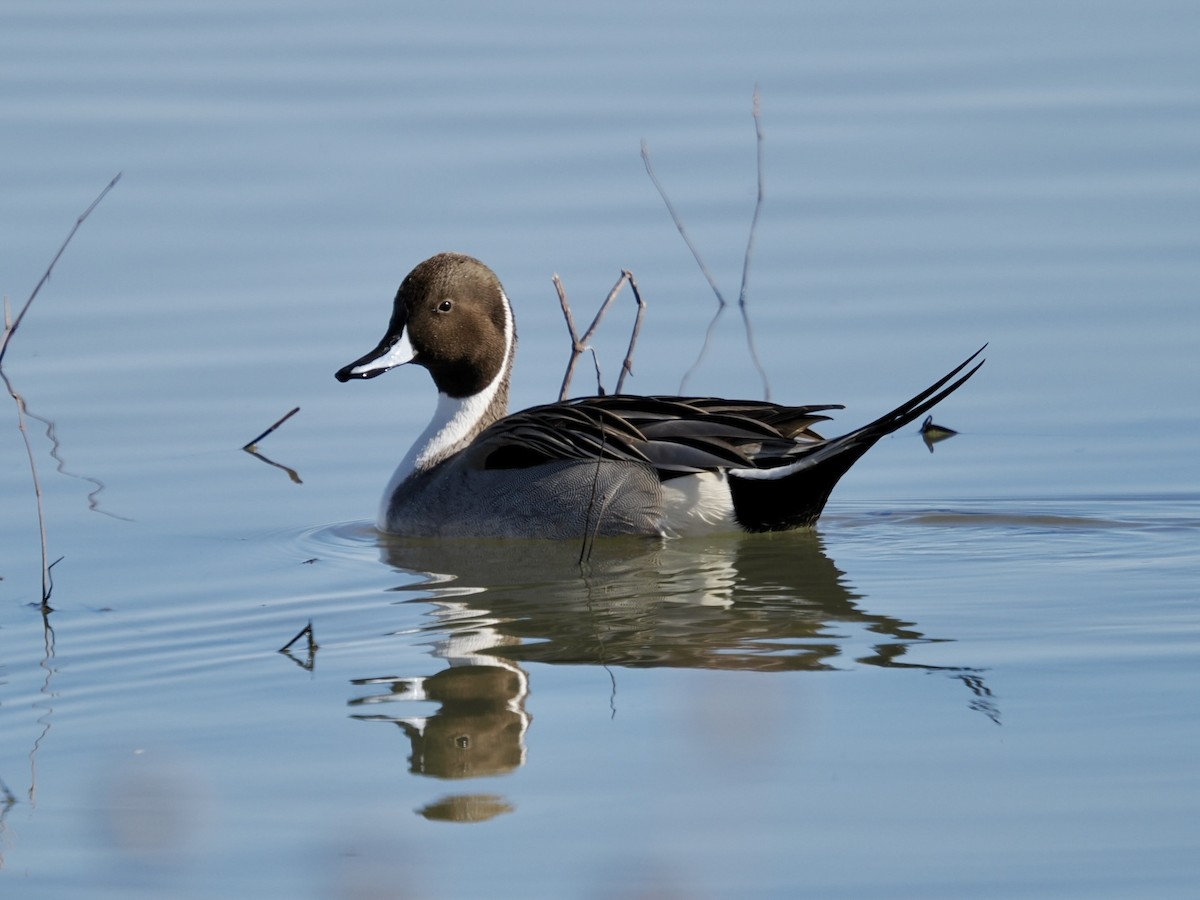 Canard pilet - ML647578825