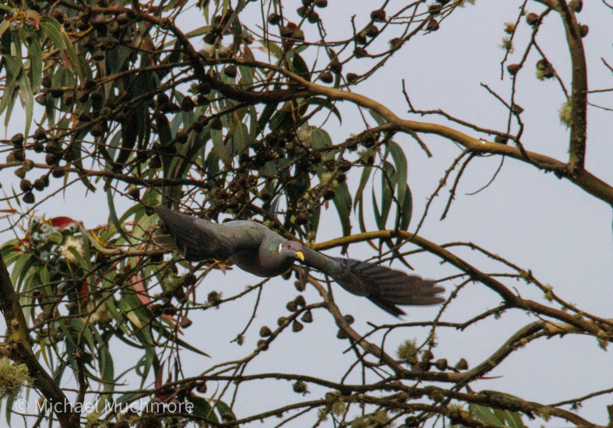 Pigeon à queue barrée - ML647578826