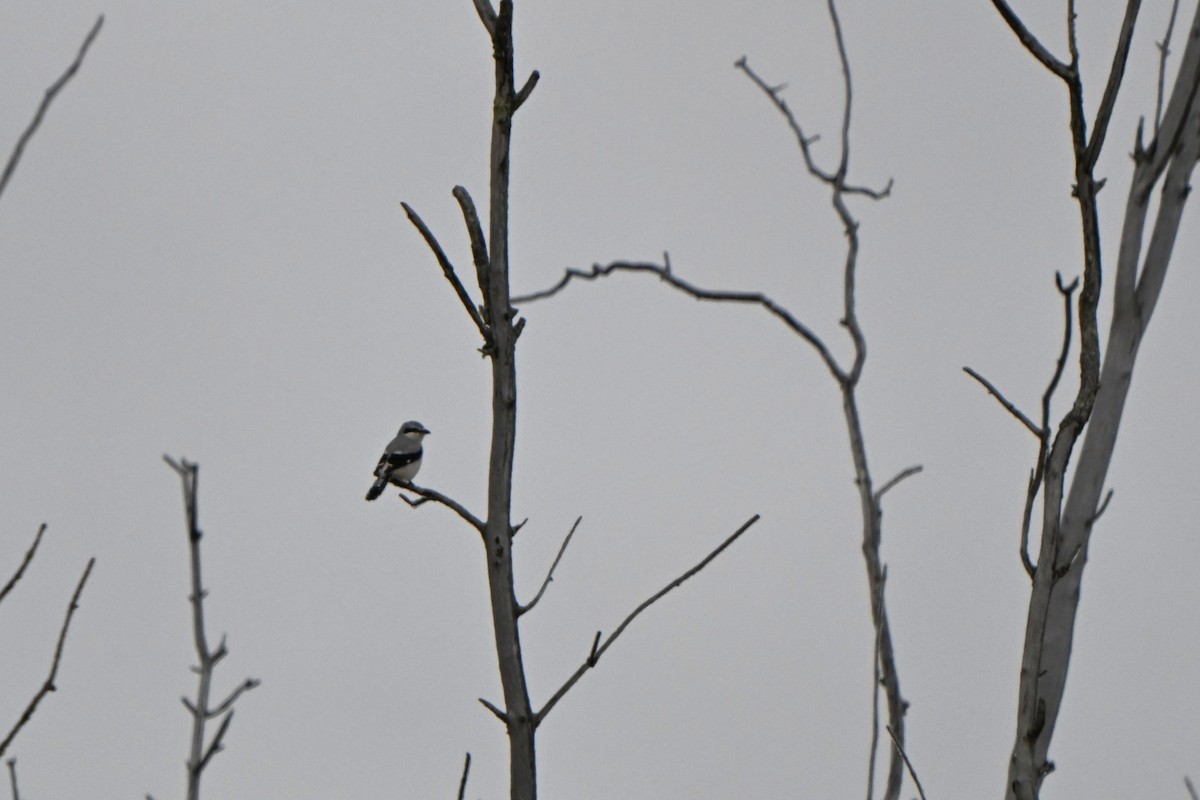 Pie-grièche boréale - ML647578827