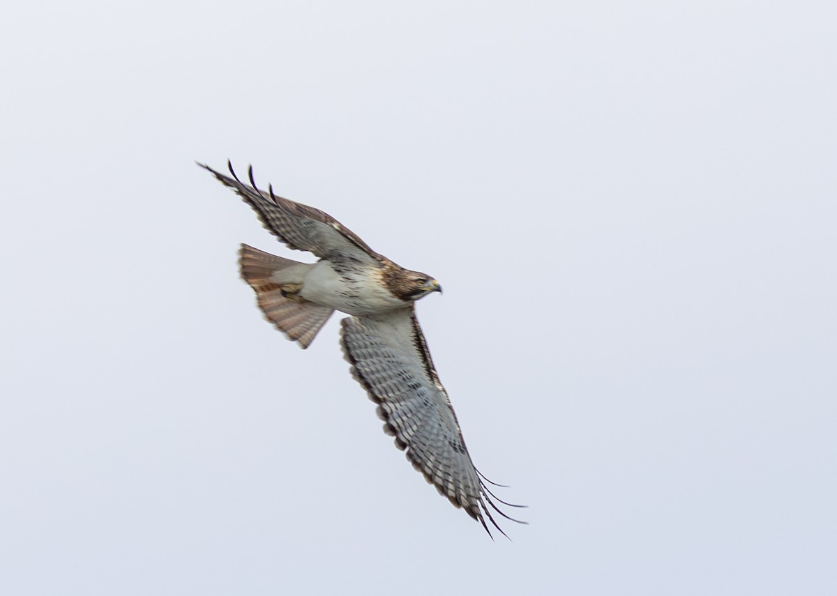 Buse à queue rousse - ML647578828