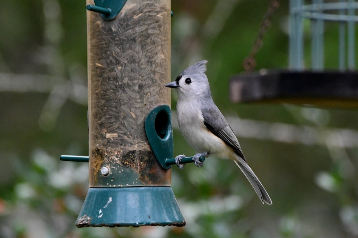 Mésange bicolore - ML647578830