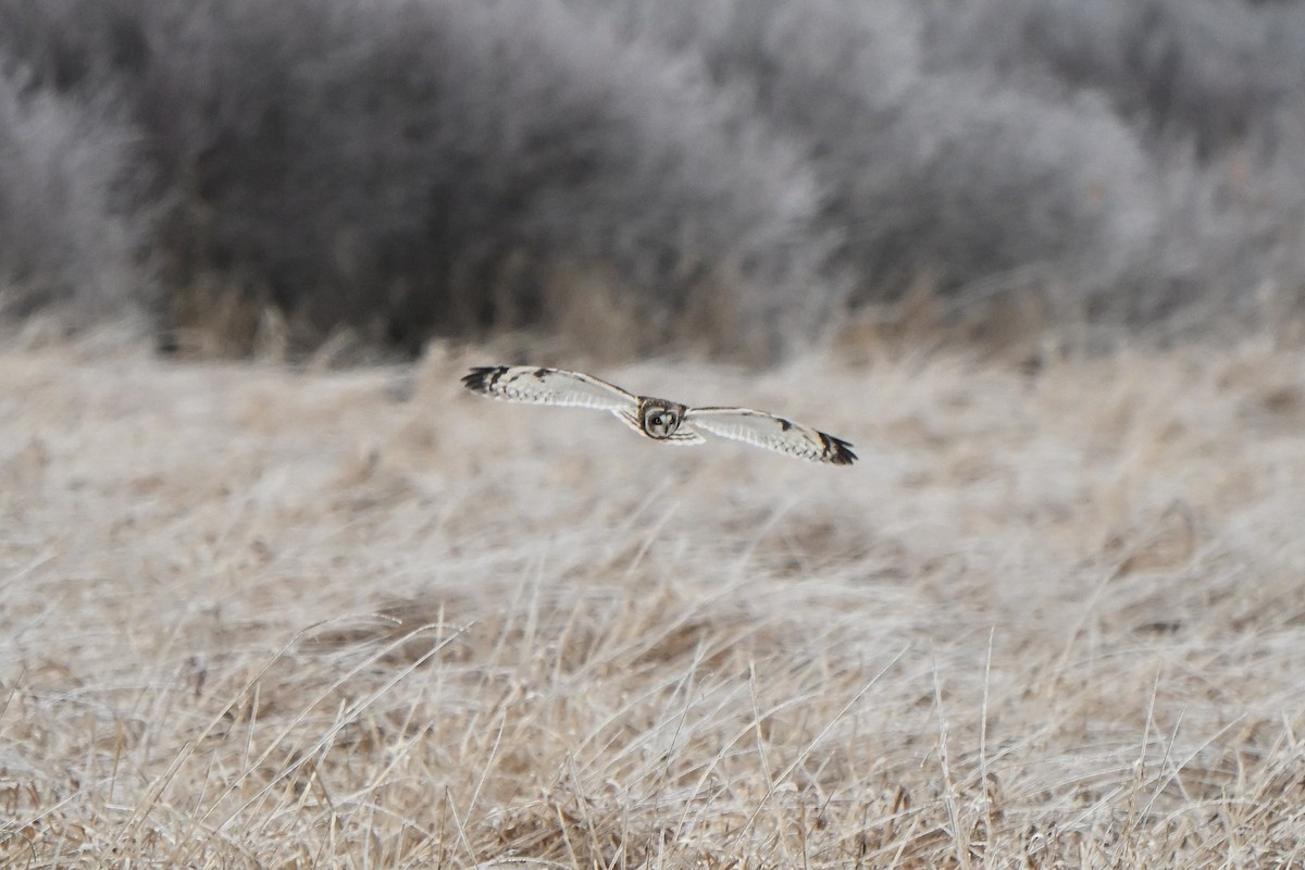 Hibou des marais - ML647578831
