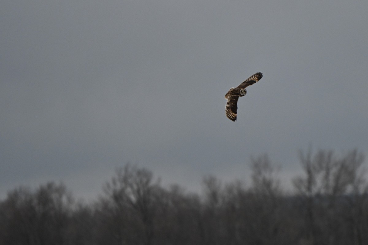 Hibou des marais - ML647578833