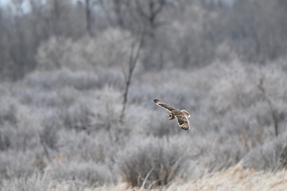 Hibou des marais - ML647578834