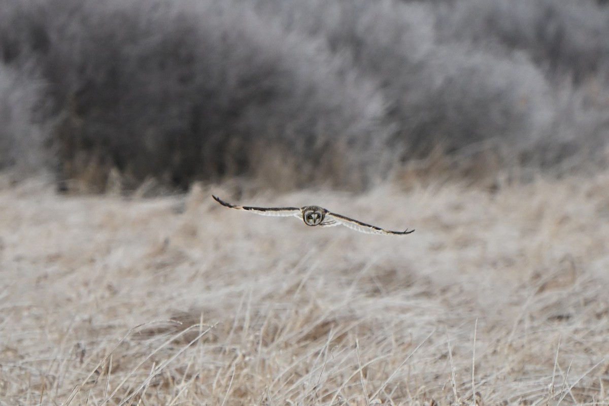 Hibou des marais - ML647578836