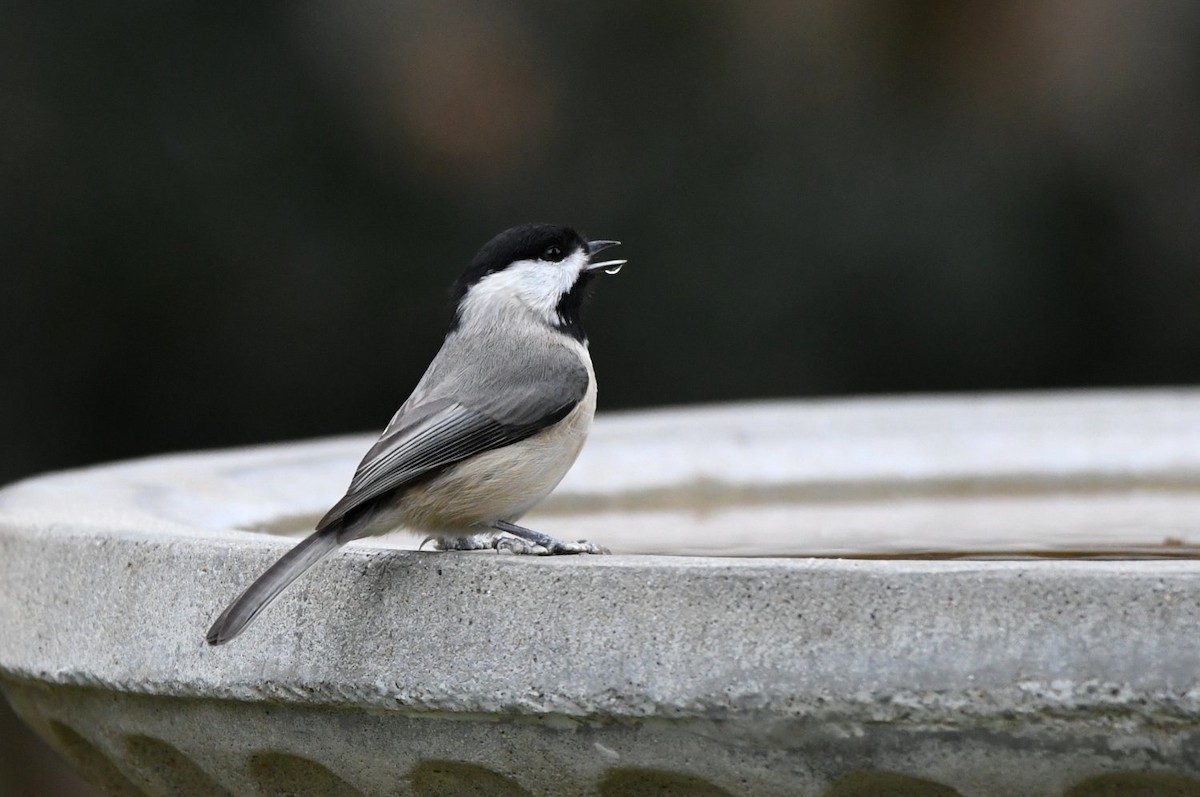 Mésange de Caroline - ML647578837