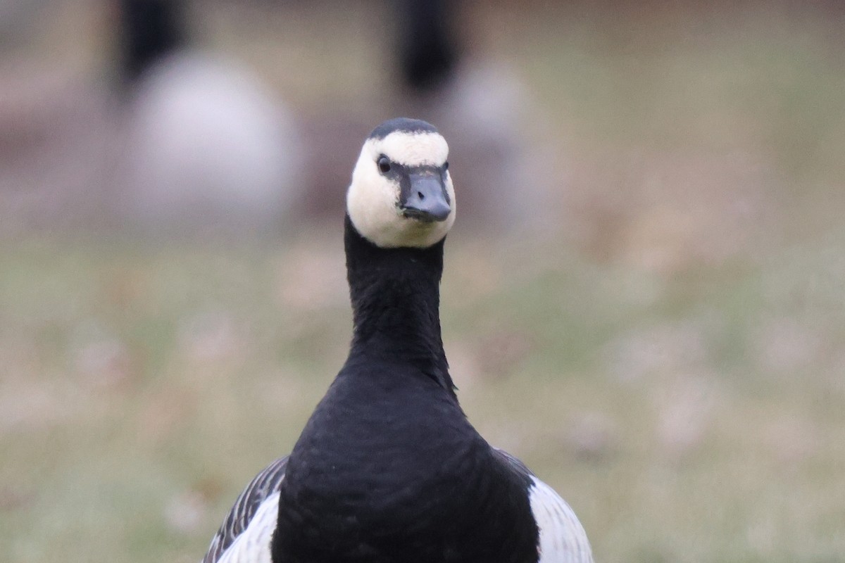 Barnacle Goose - ML647578838