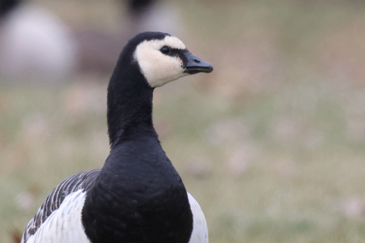 Barnacle Goose - ML647578840