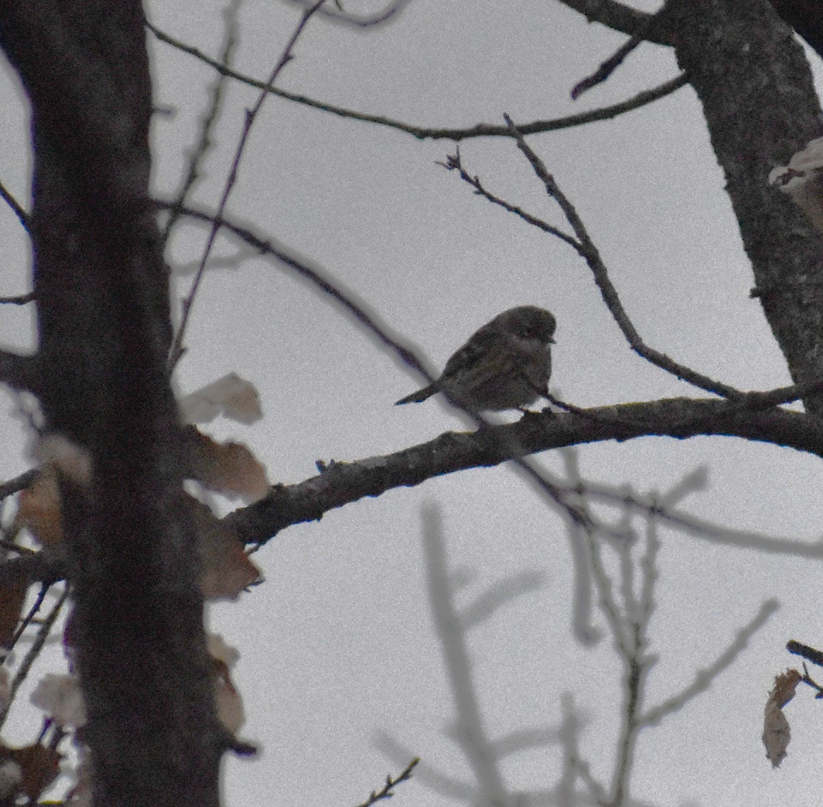 Paruline à croupion jaune - ML647578841