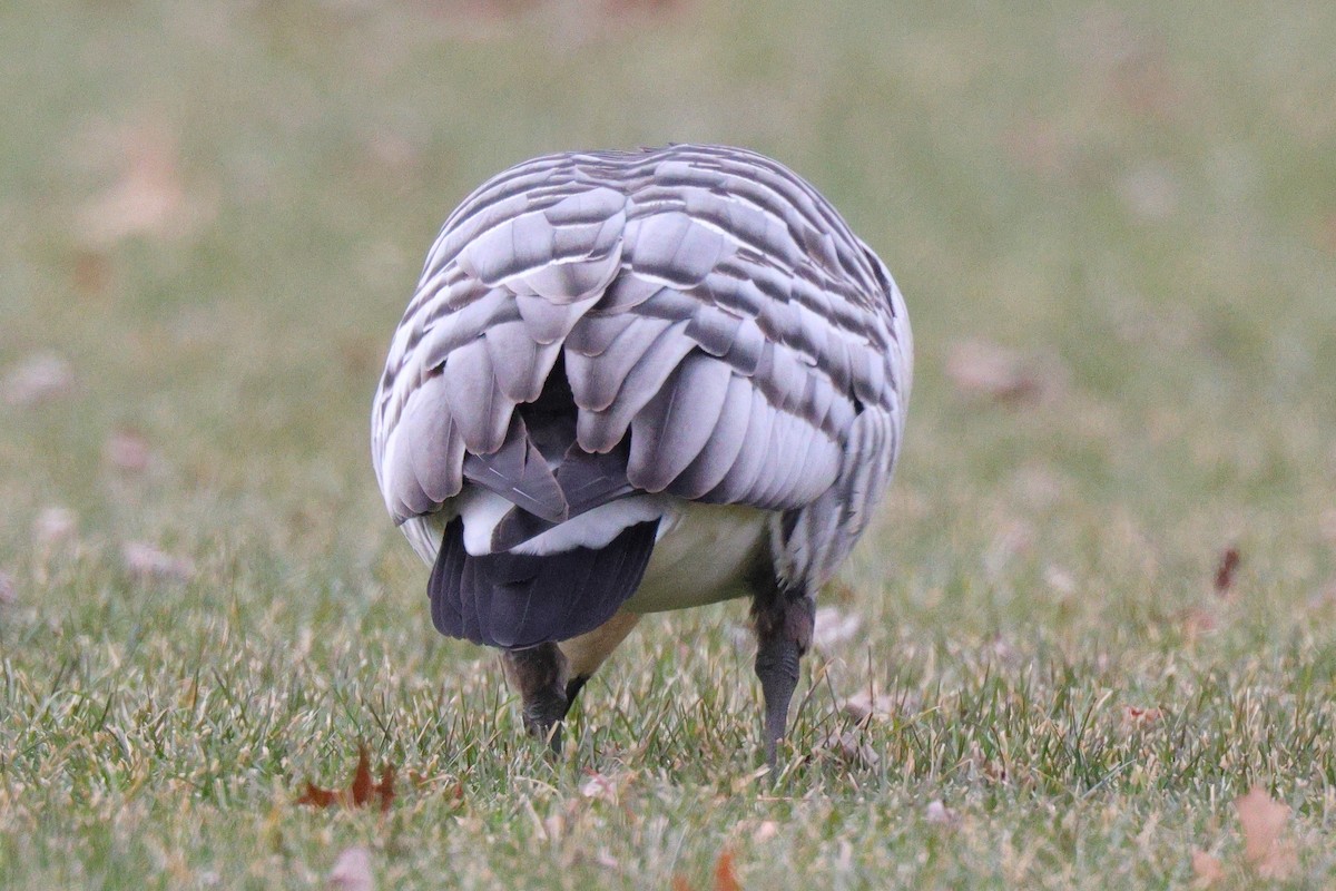 Barnacle Goose - ML647578843