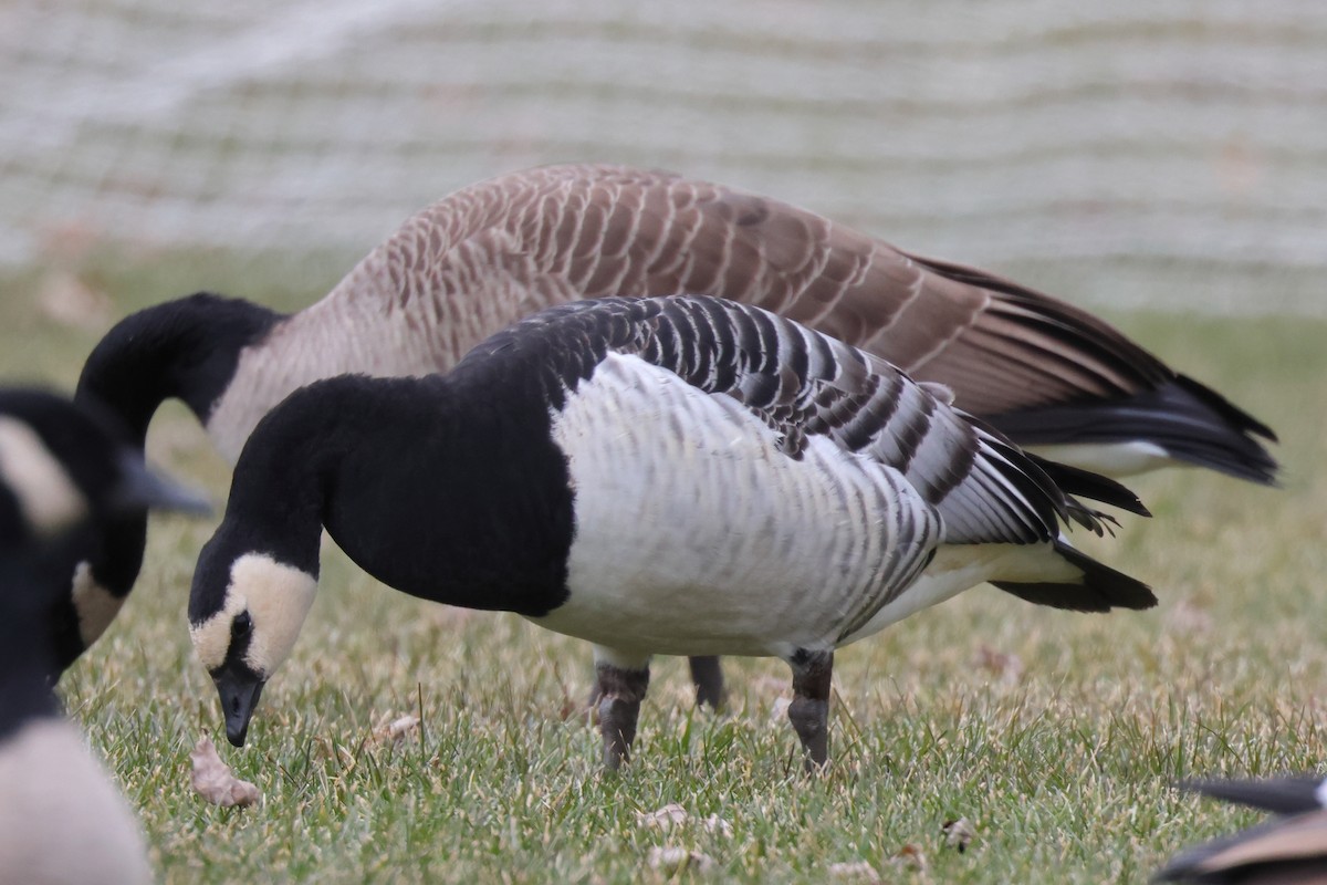 Barnacle Goose - ML647578844
