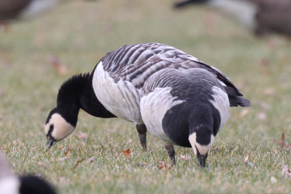 Barnacle Goose - ML647578845