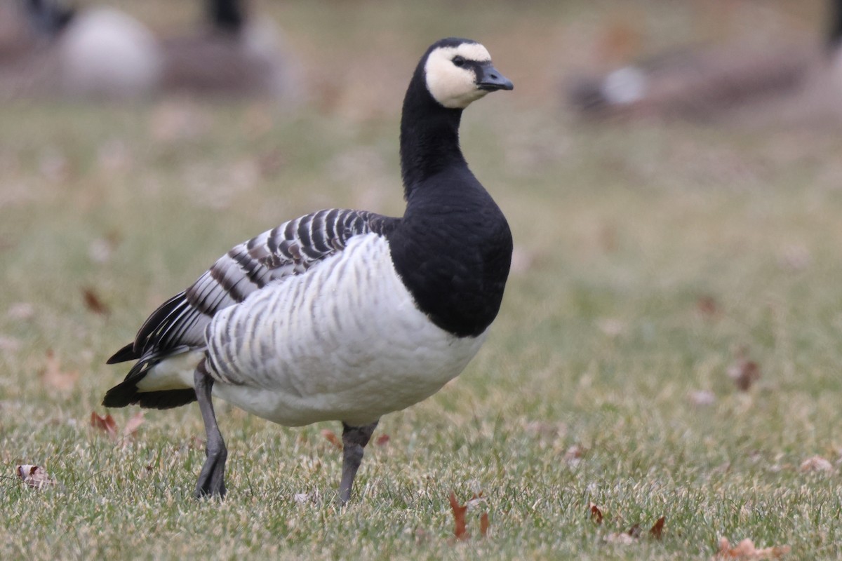 Barnacle Goose - ML647578846