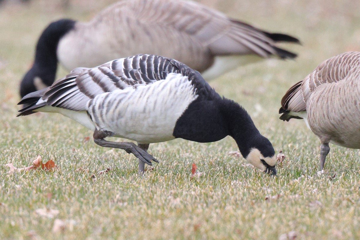 Barnacle Goose - ML647578847