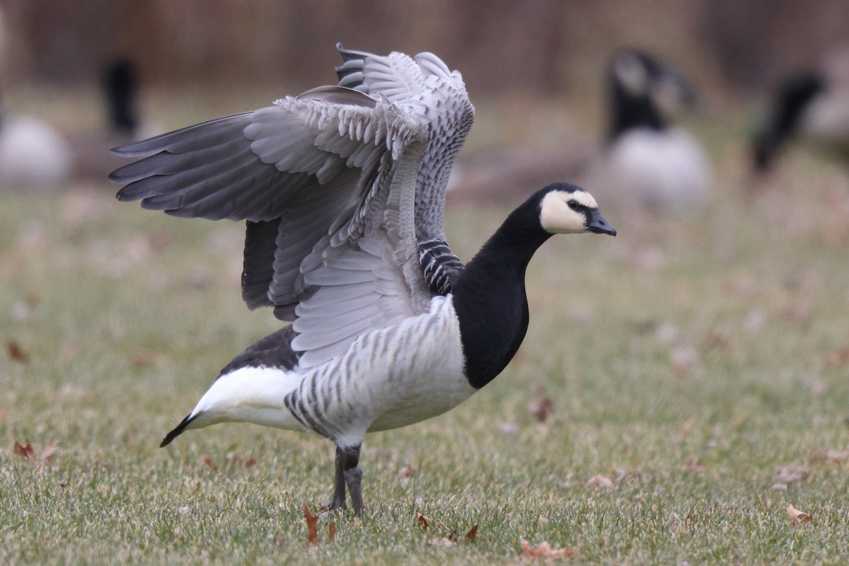 Barnacle Goose - ML647578848