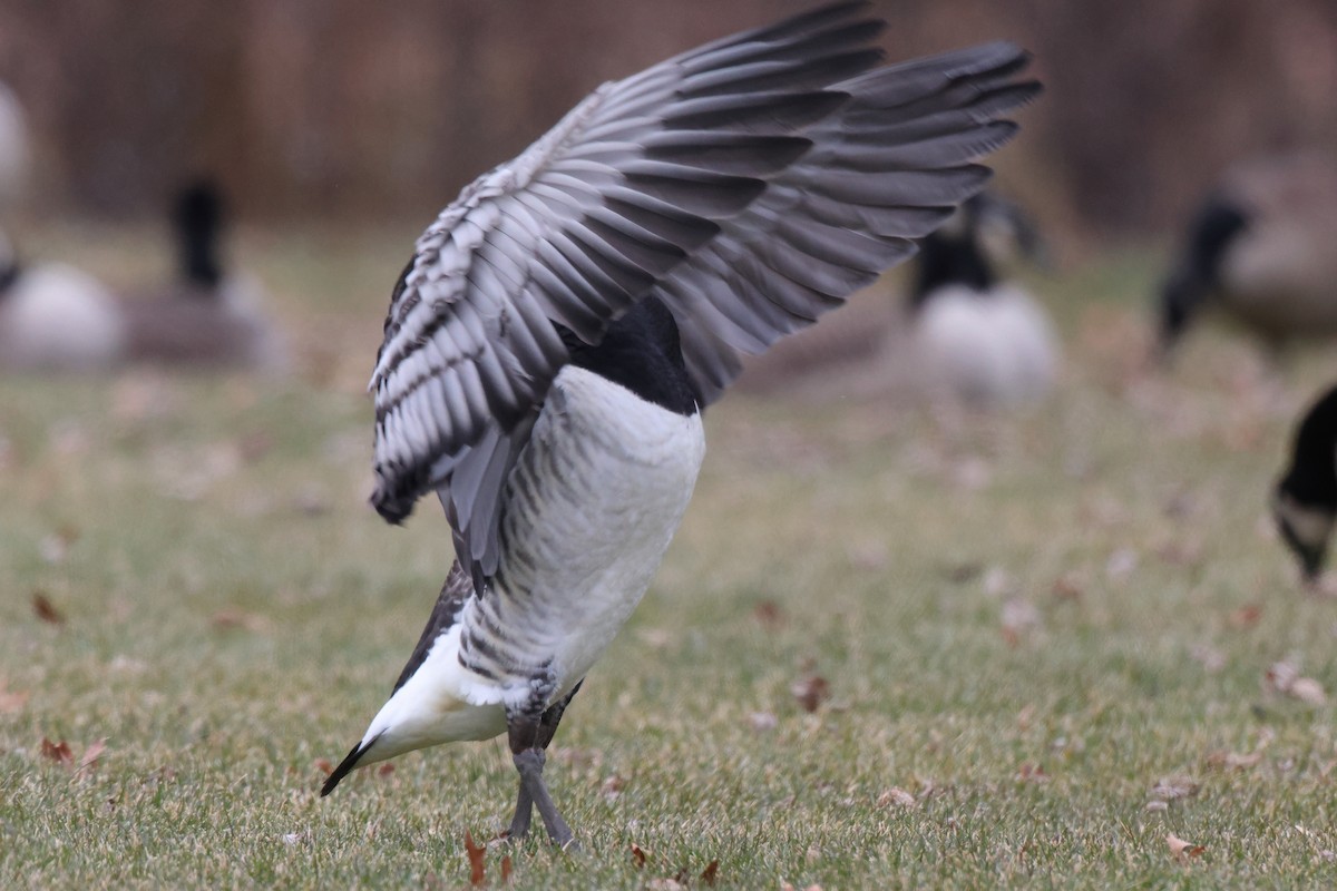 Barnacle Goose - ML647578849