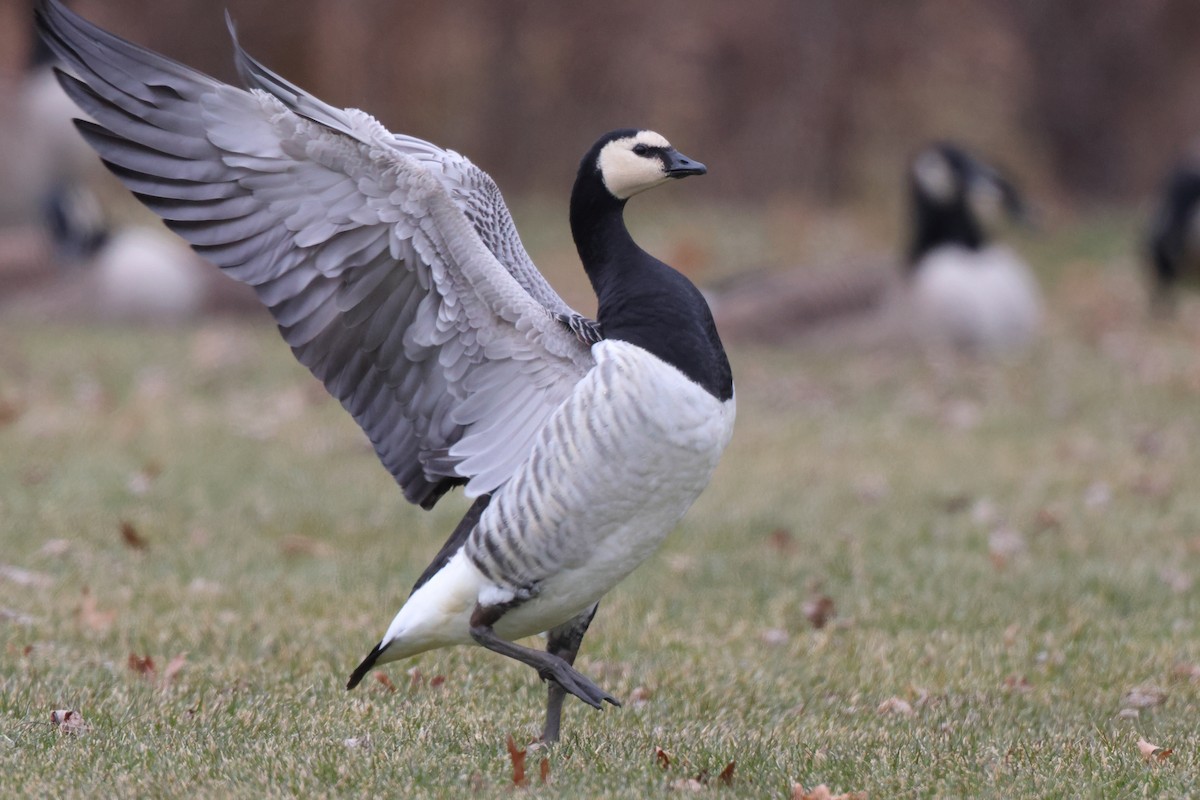 Barnacle Goose - ML647578850
