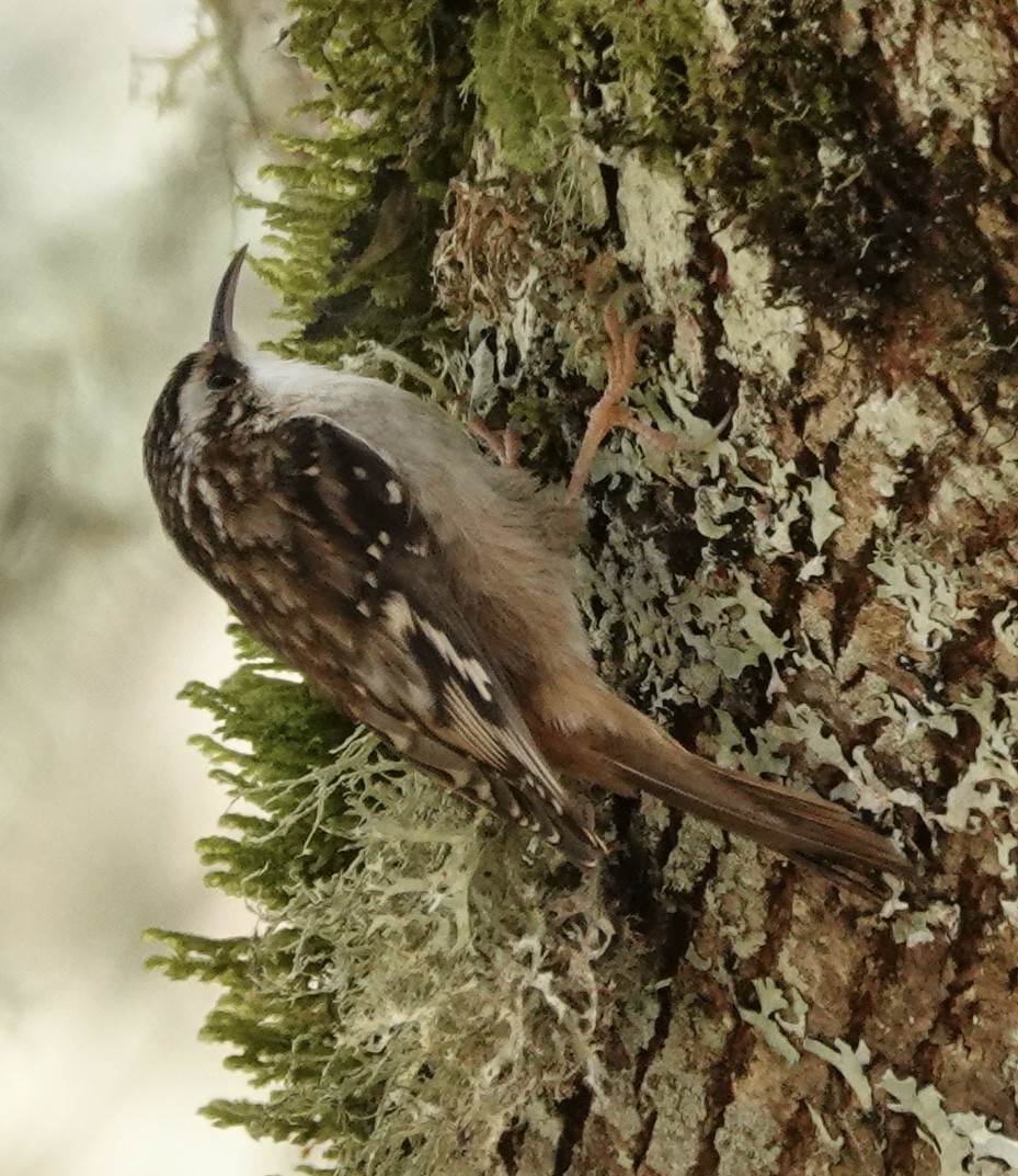 Grimpereau brun - ML647578851