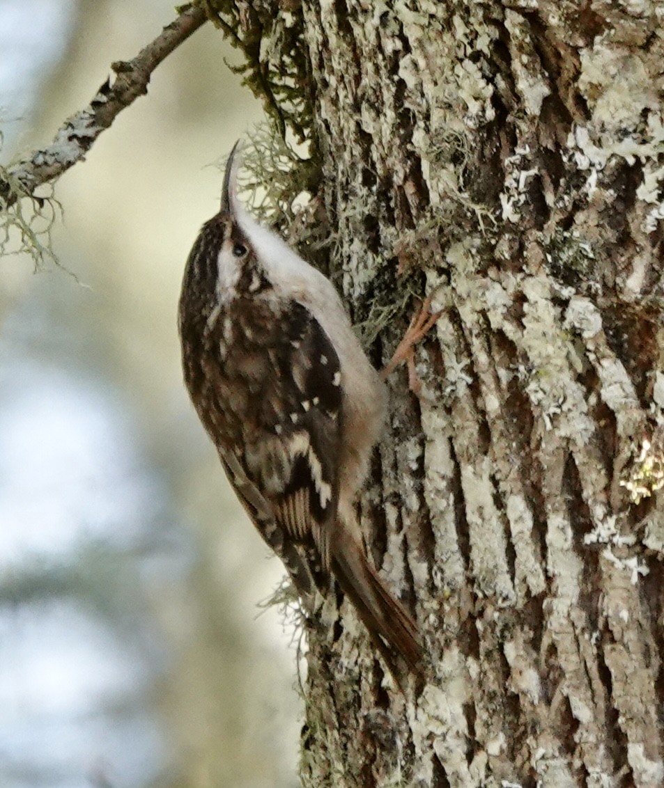 Grimpereau brun - ML647578852