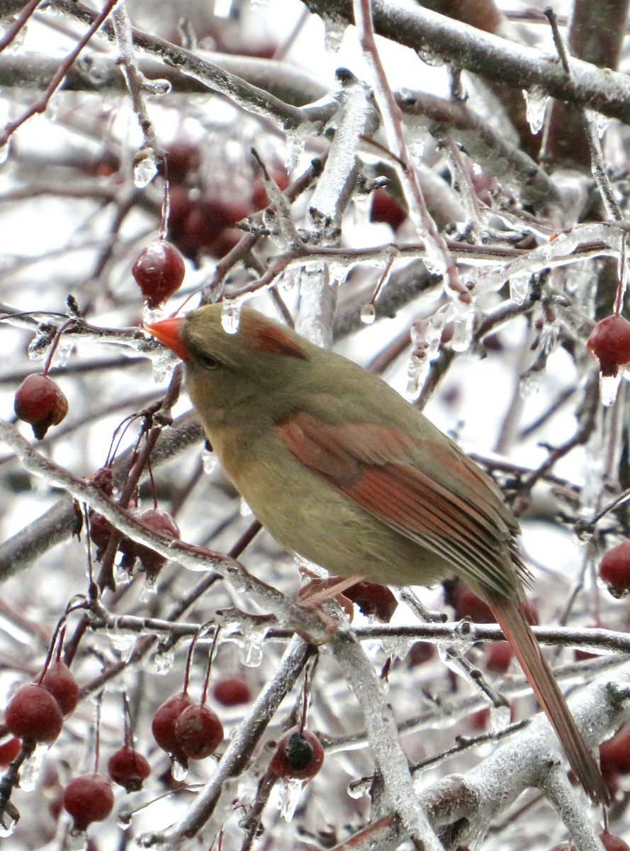 Cardinal rouge - ML647578857