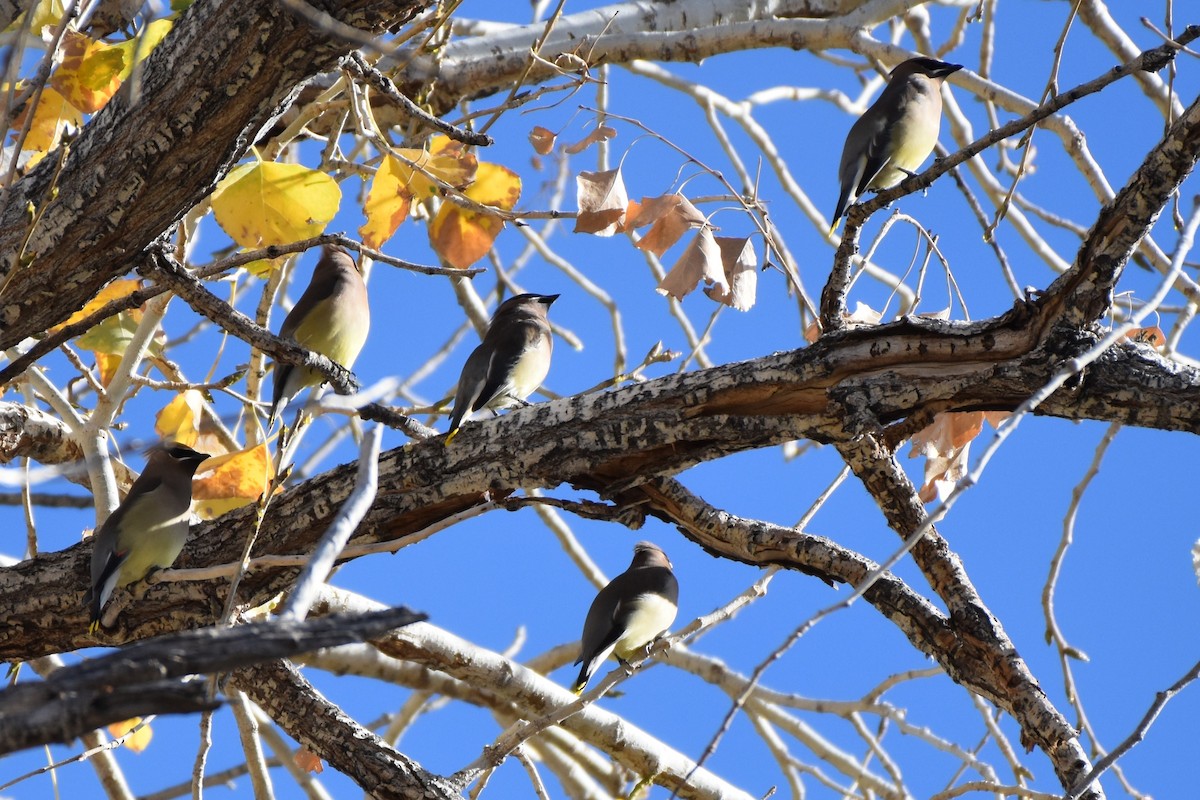 Jaseur d'Amérique - ML647578858