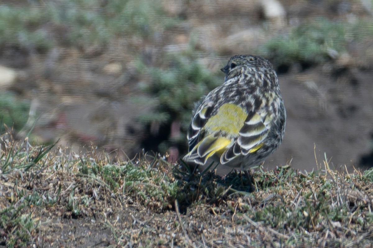 White-bridled Finch - ML647578890