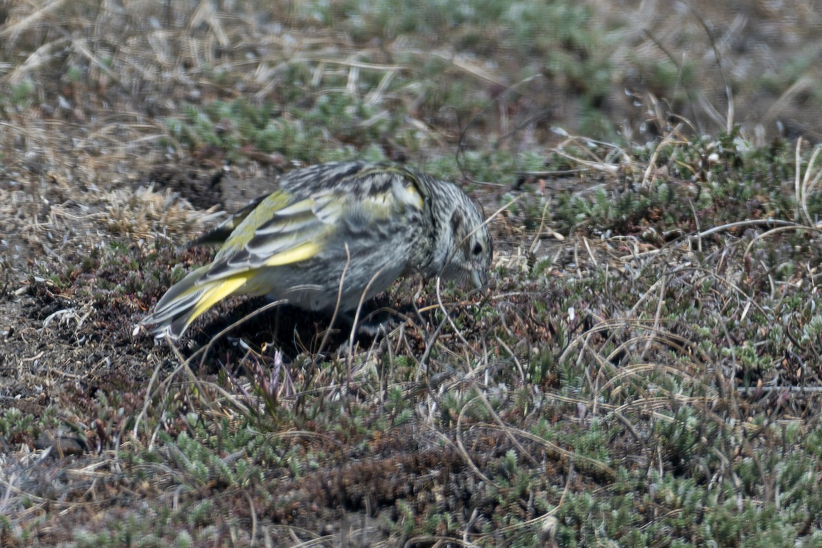 White-bridled Finch - ML647578891