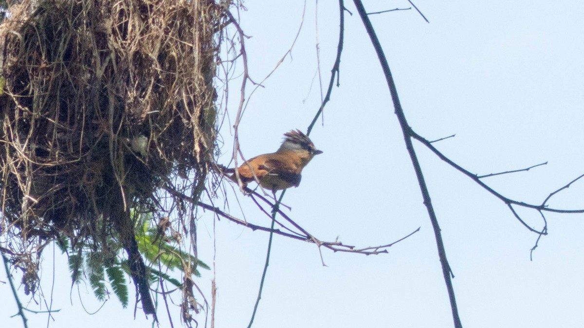 Chestnut-crowned Becard - ML647578892