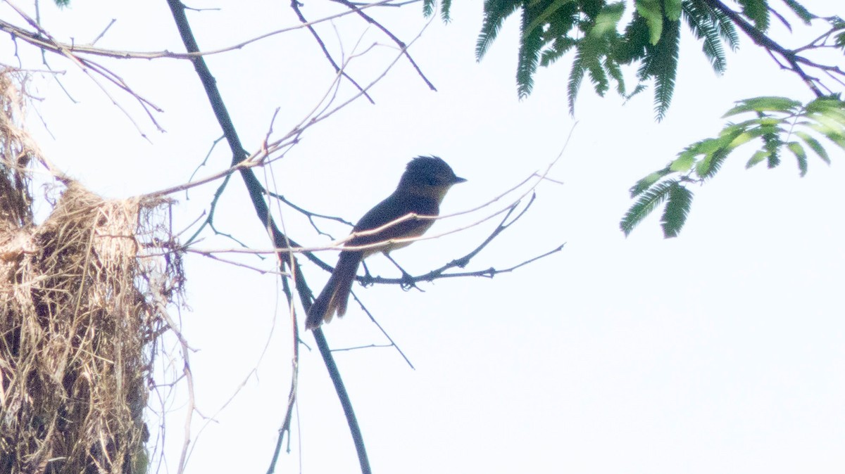 Chestnut-crowned Becard - ML647578893