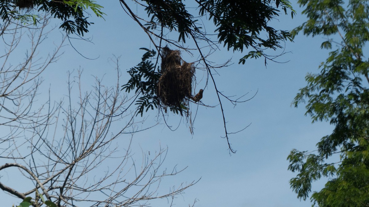 Chestnut-crowned Becard - ML647578894