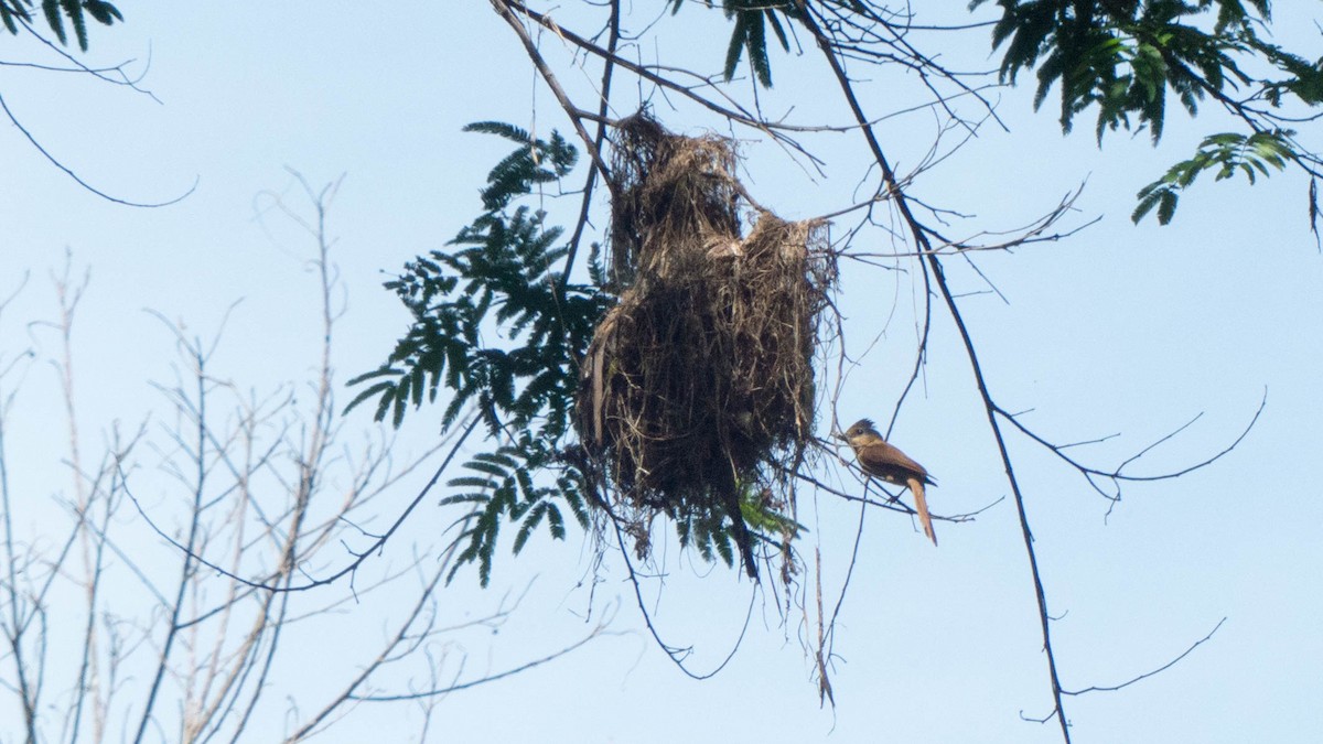 Chestnut-crowned Becard - ML647578895