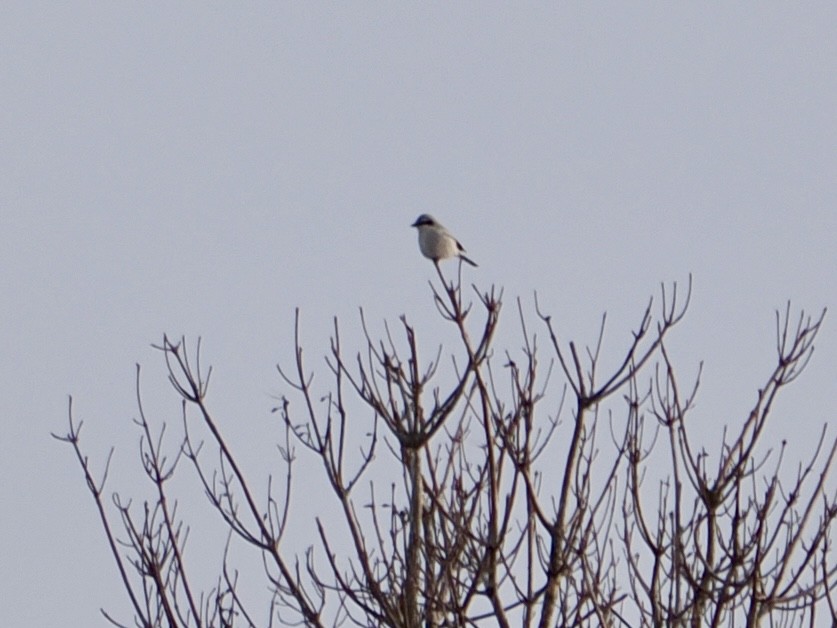 Alcaudón Boreal - ML647578909