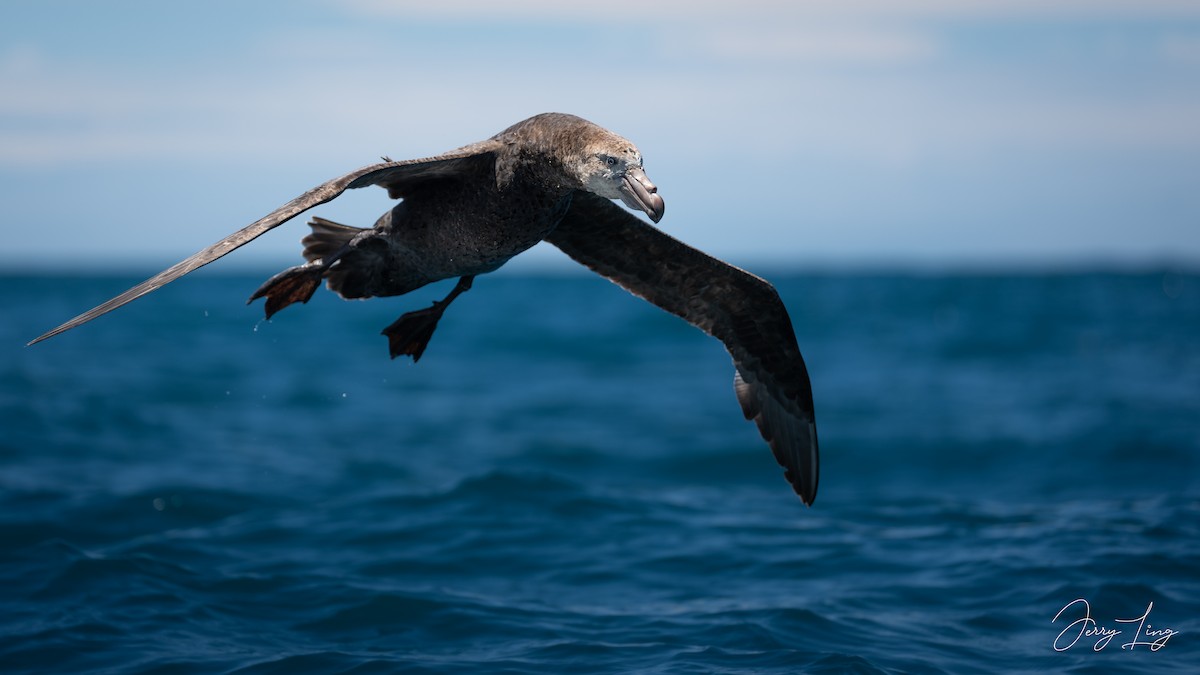 buřňák Hallův - ML647578910