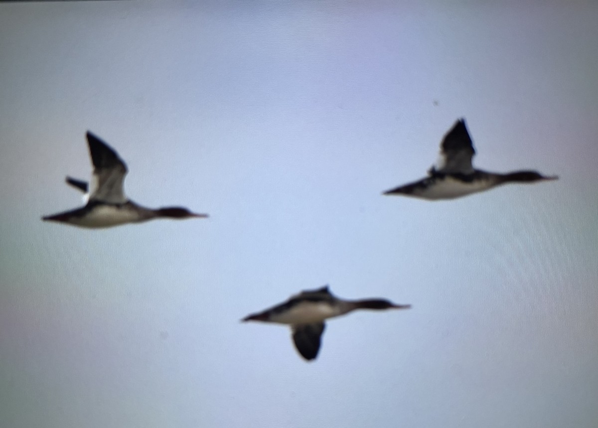 Red-breasted Merganser - ML647578911