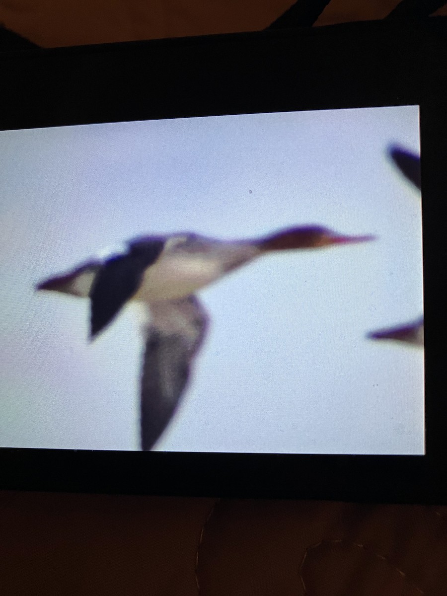 Red-breasted Merganser - ML647578912