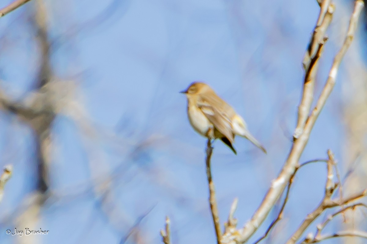 Yellow-rumped Warbler (Myrtle) - ML647578917