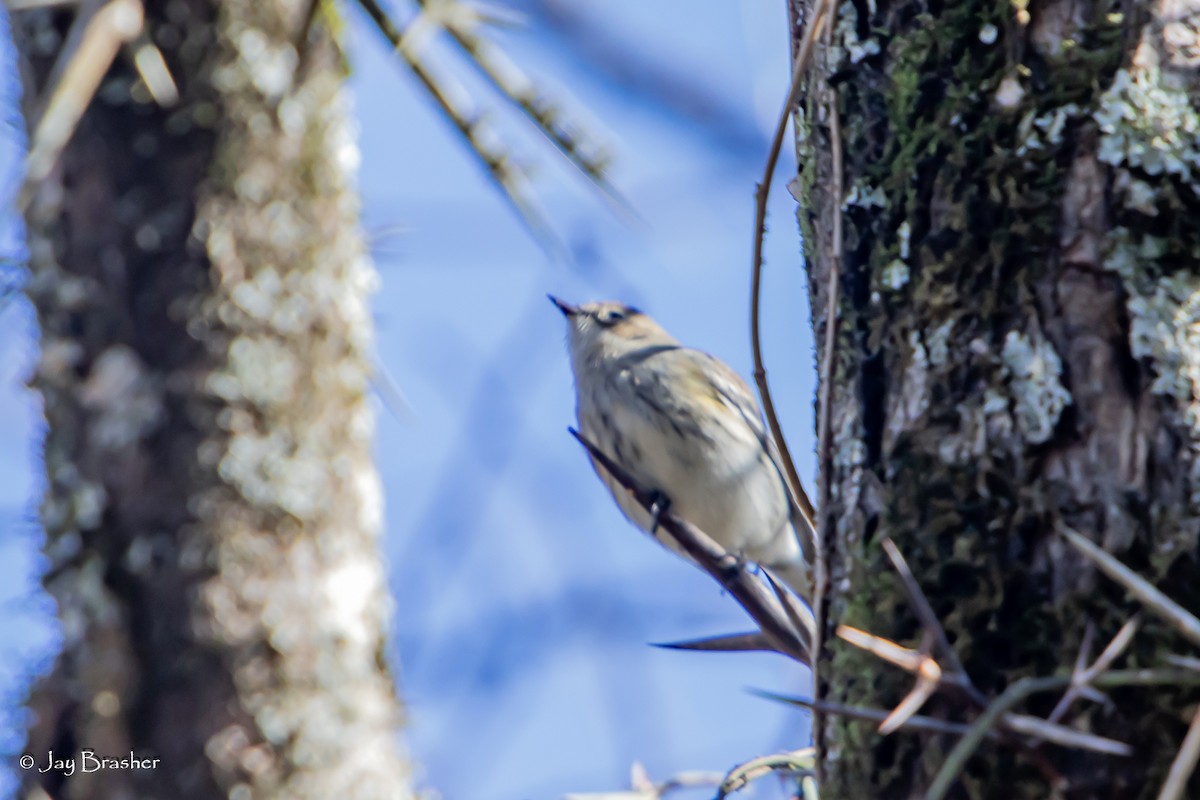 Yellow-rumped Warbler (Myrtle) - ML647578918