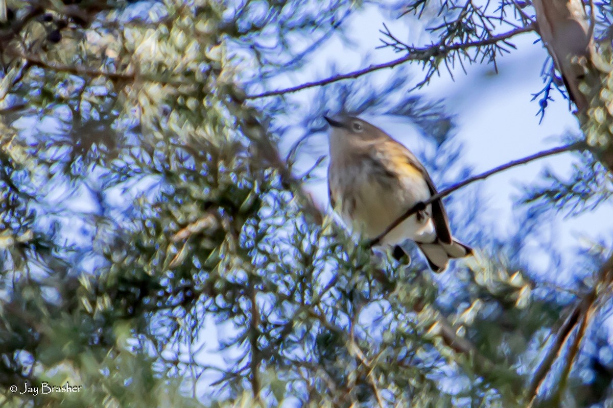Yellow-rumped Warbler (Myrtle) - ML647578919