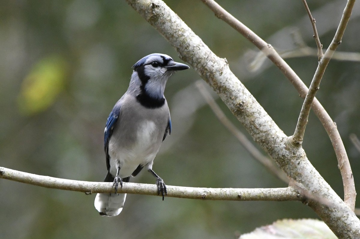 sojka chocholatá - ML647578920