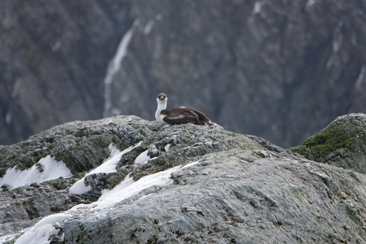 Imperial Cormorant - ML647578926