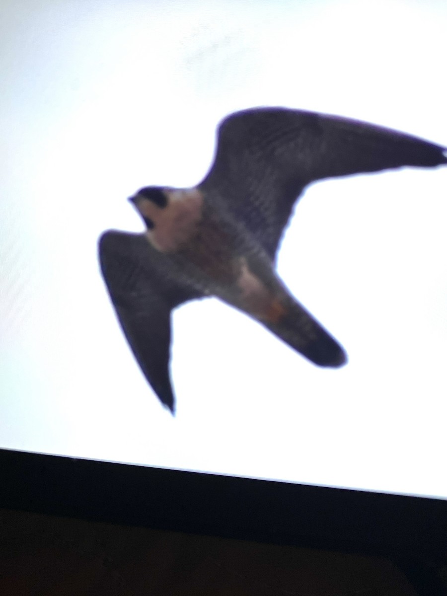 בז נודד - ML647578928