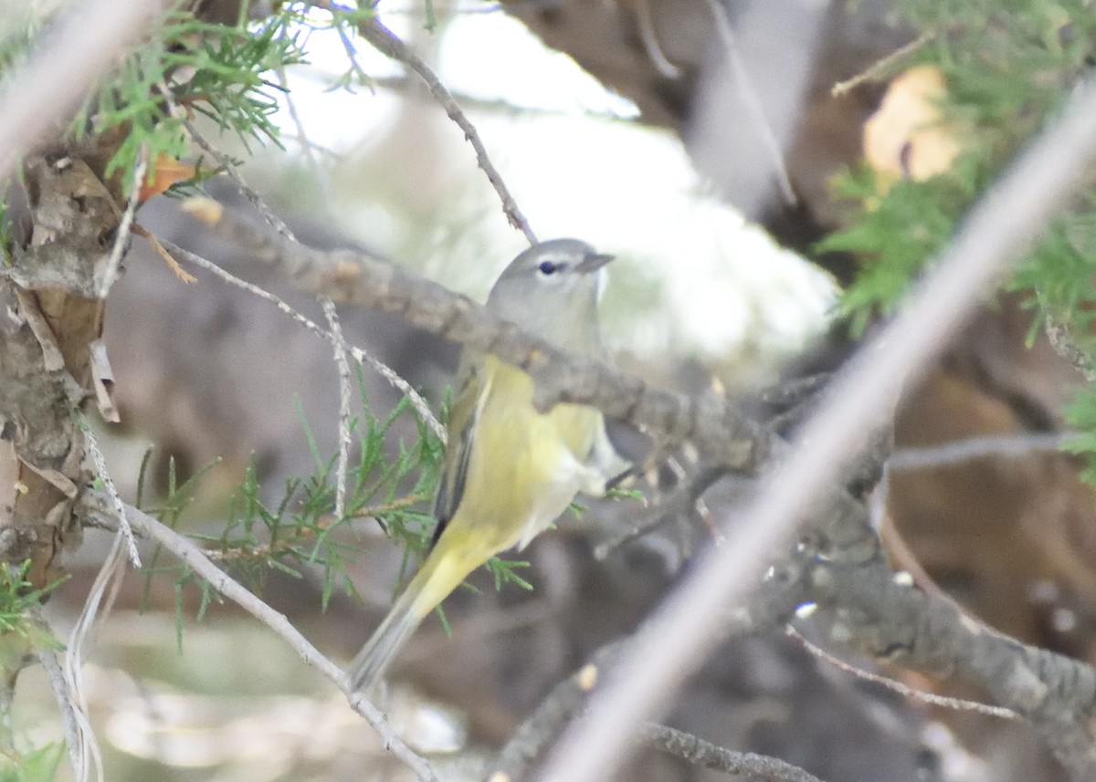 Orange-crowned Warbler - ML647578932