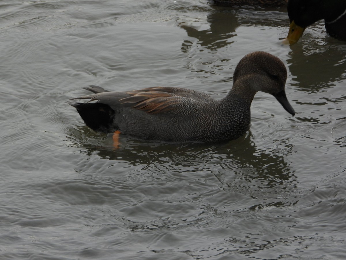 ברווז אפור - ML647578933